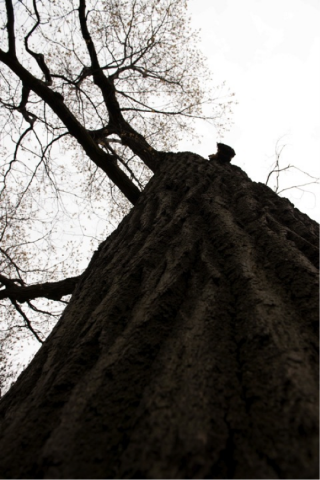 Toronto tree