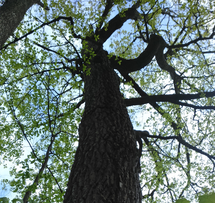 Canada’s Urban Forestry Footprint