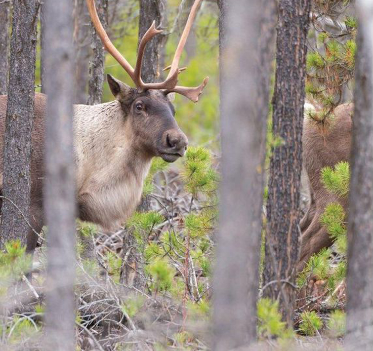 A Toronto Star article: Boreal caribou are rapidly dwindling in Canada. It’s critical that we protect their habitat
