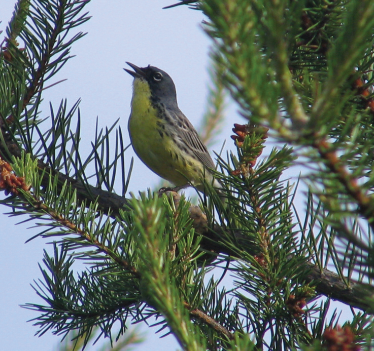 Reflections on searching for and finding Kirtland’s Warbler: An Article by Paul Aird, Professor Emertus