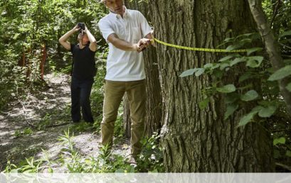 The fight to save Toronto’s ravines from invasive species