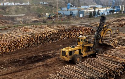 As Amazon Burns, Canada’s Boreal Forest Also Faces Serious Threats