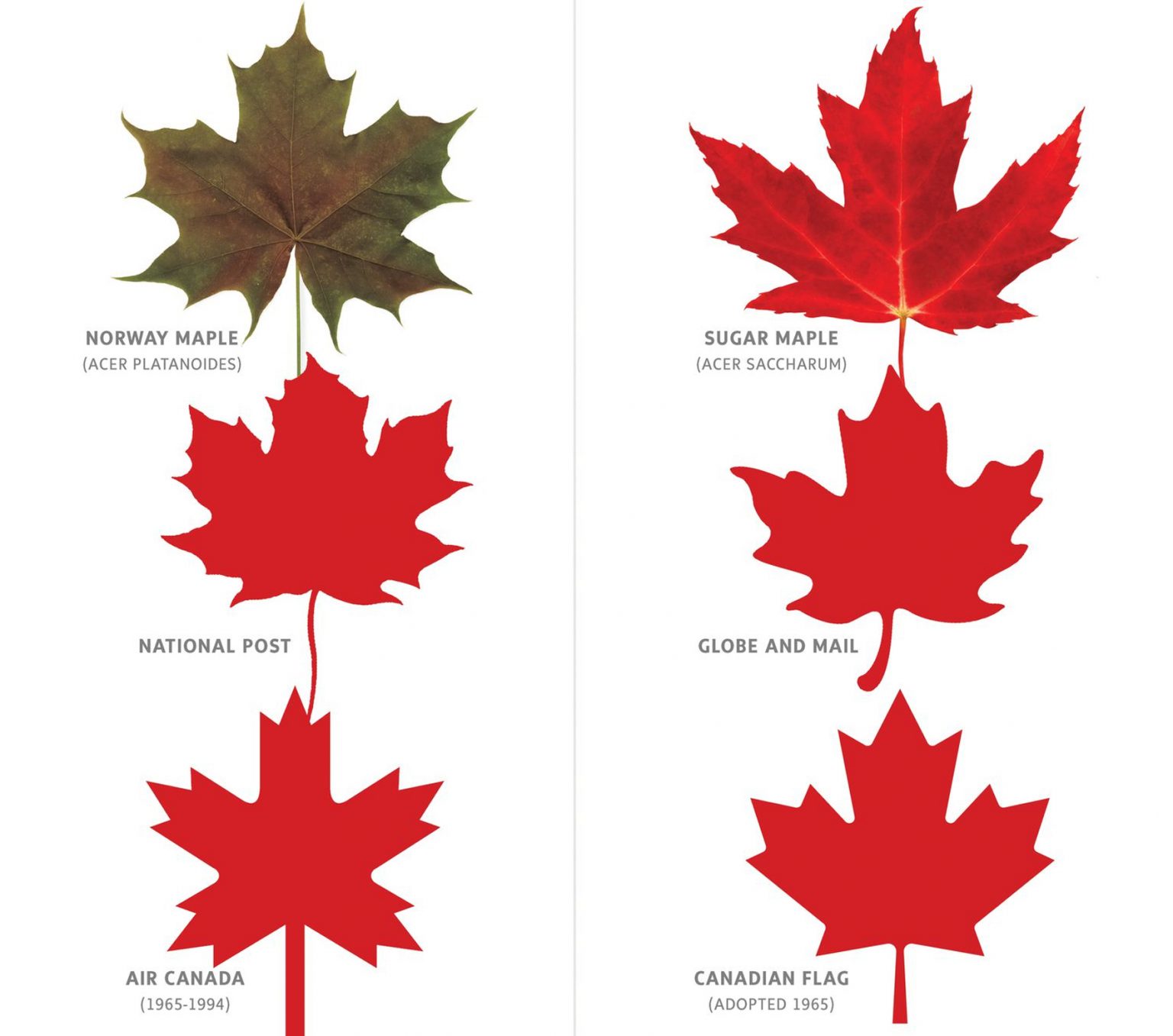 maple tree leaf types