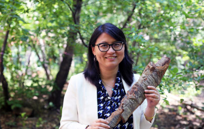 Using tree bark, U of T researcher develops new generation of sustainable products