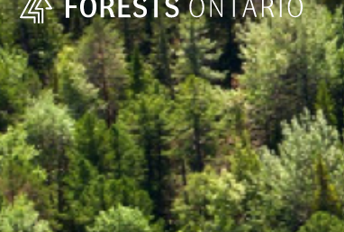 Forestry Alumni appointed to Forests Ontario’s Board of Directors