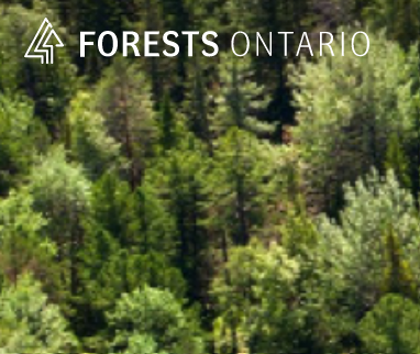 Forestry Alumni appointed to Forests Ontario’s Board of Directors