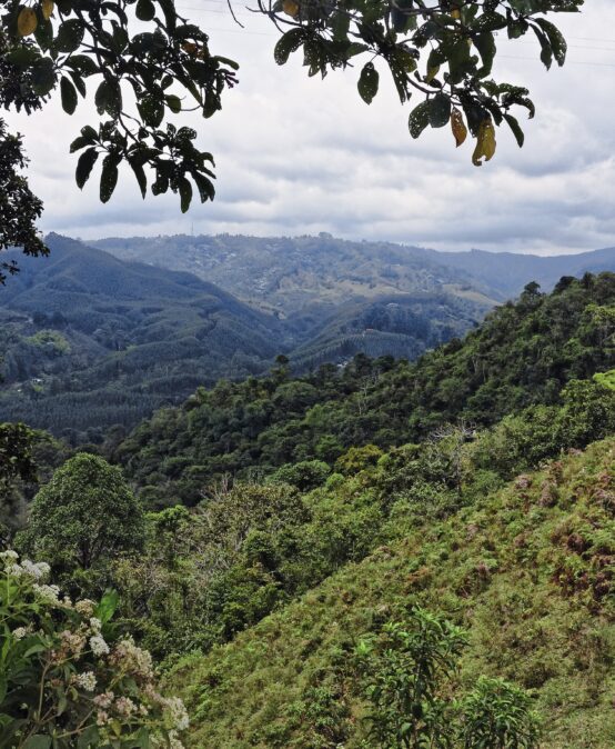 Forestry’s Rasoul Yousefpour co-publishes paper on Central America’s threatened forests in Nature Communications