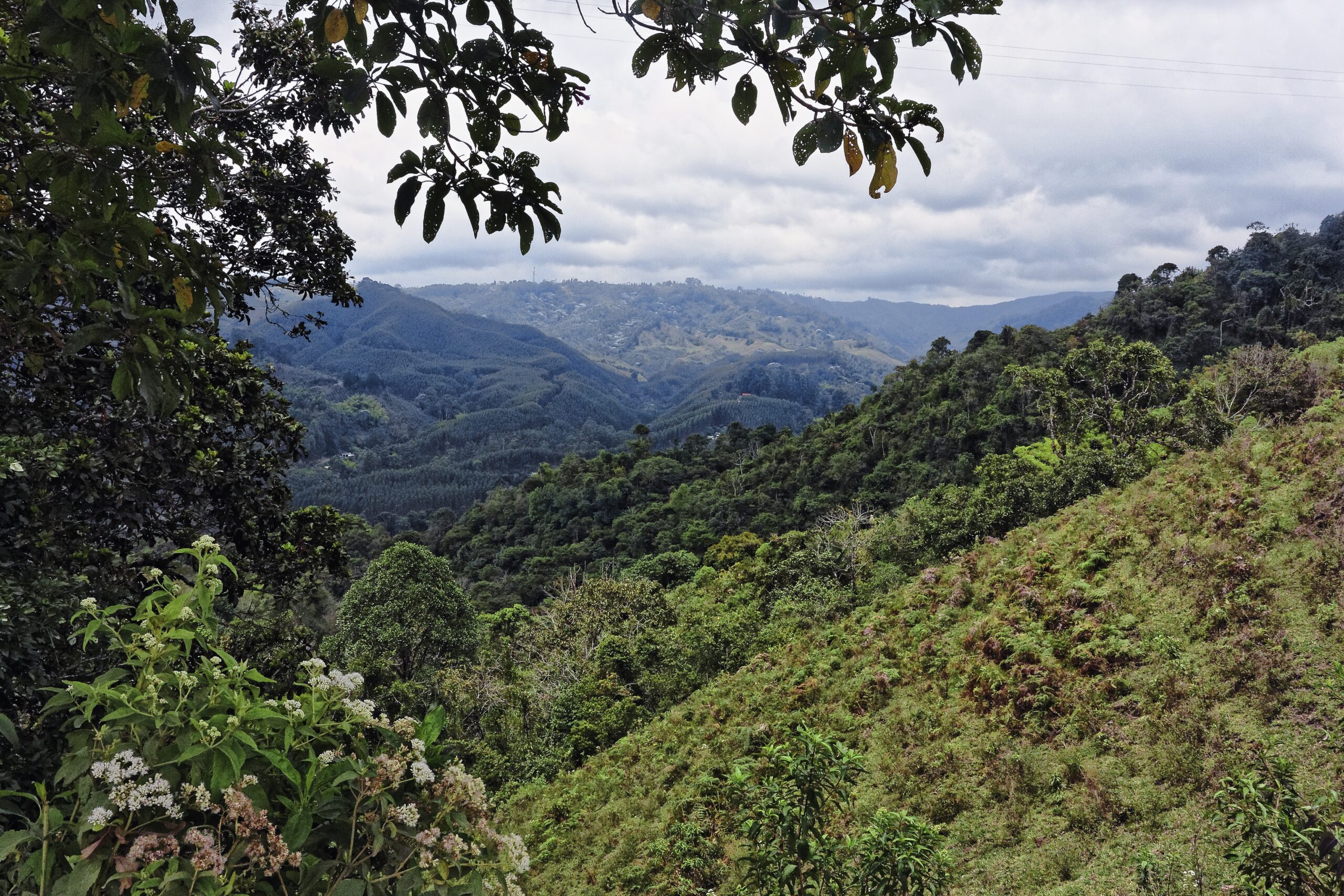 Forestry’s Rasoul Yousefpour co-publishes paper on Central America’s threatened forests in Nature Communications