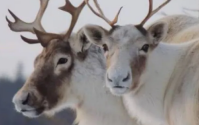 CBC Article: Cutting the heck’ out of Canada’s boreal forest has put caribou at risk