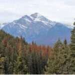 EEB/IFC Joint Seminar on March 15: Using the mountain pine system to demonstrate the use of genomics to understand risk and resiliency of forests to large scale disturbances