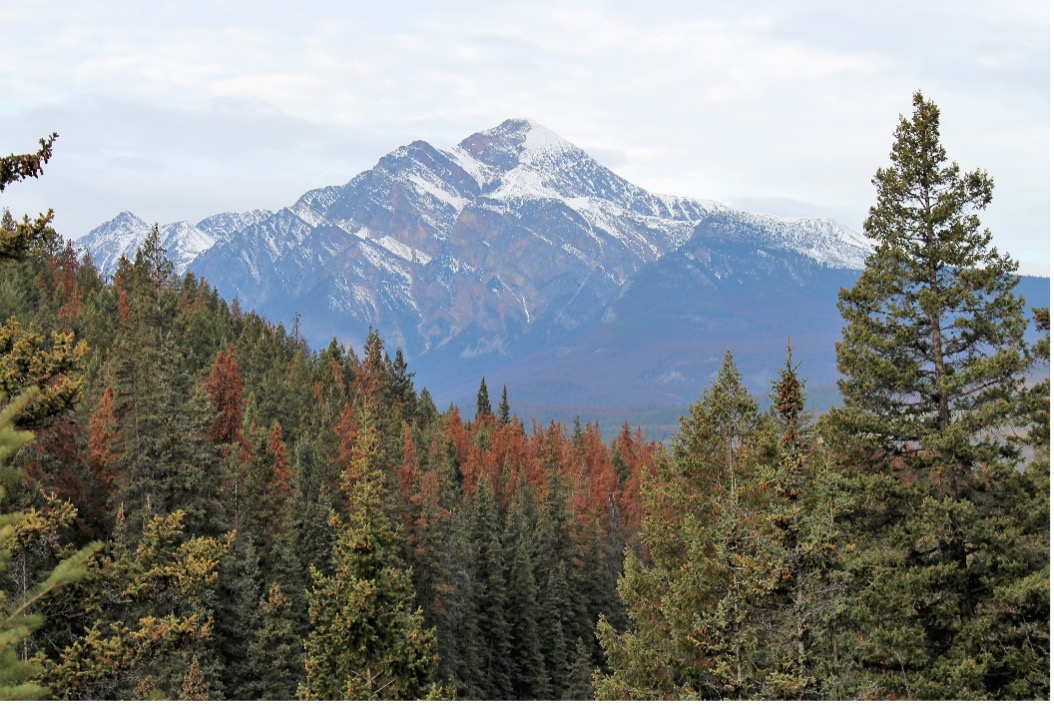 EEB/IFC Joint Seminar on March 15: Using the mountain pine system to demonstrate the use of genomics to understand risk and resiliency of forests to large scale disturbances
