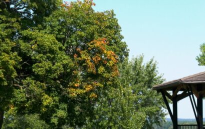 Trees in eastern CTV News: Ontario are changing colour already: Here’s why and what it means for fall featuring Prof. Sean Thomas