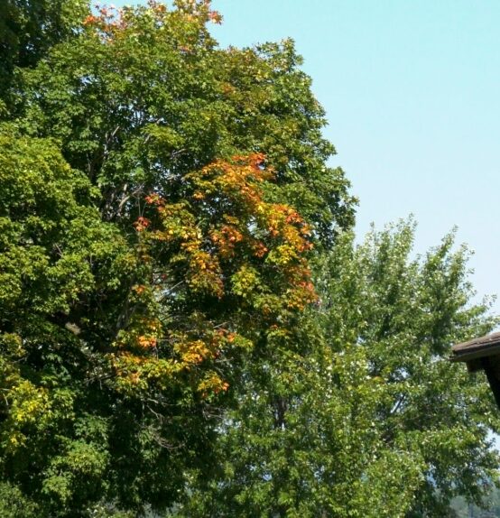 Trees in eastern CTV News: Ontario are changing colour already: Here’s why and what it means for fall featuring Prof. Sean Thomas