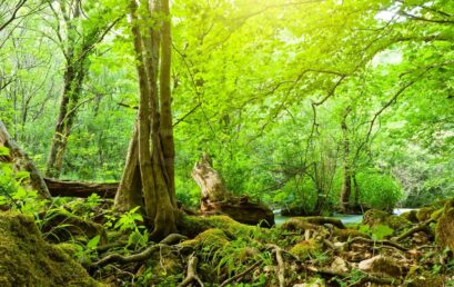 2024 Master of Forest Conservation Capstone presentations now available on YouTube