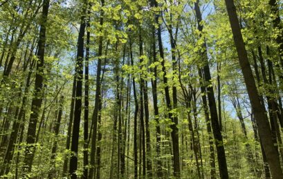 2025 Master of Forest Conservation Capstone Presentations – December 9, 10 & 11